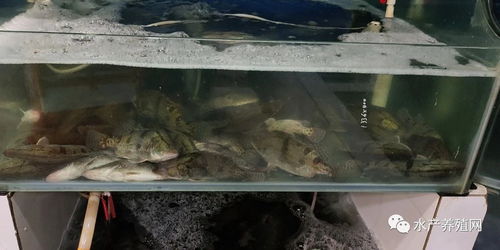 鱖魚比去年便宜20元,養(yǎng)殖戶心在滴血 上旬加州鱸價(jià)格略有上漲