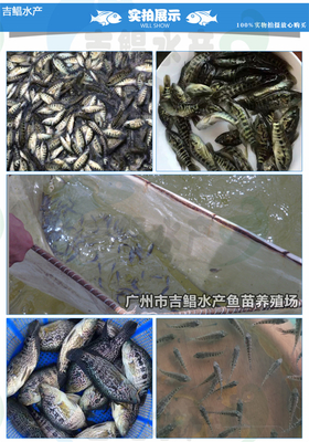 廣東魚苗場(chǎng)批發(fā)活體魚苗 淡水石斑魚苗 石斑魚苗(全國(guó)發(fā)貨)包郵